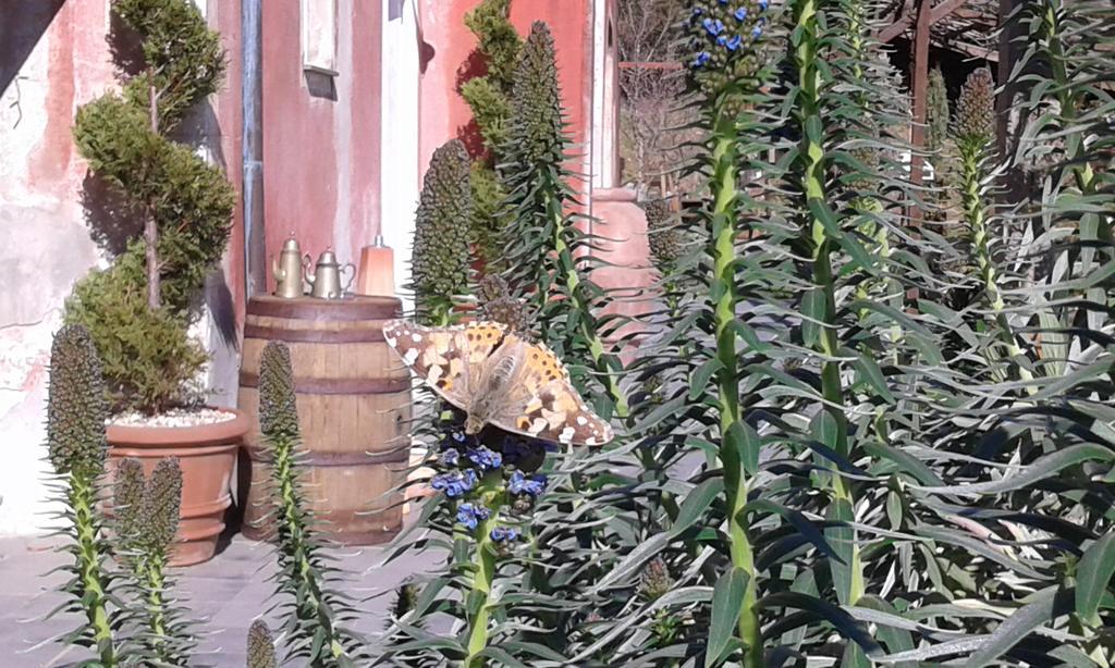 Agriturismo Gocce di Luna Celle Ligure Esterno foto